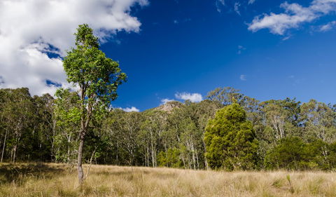 Brush Turkey Track - Tourism Search 0