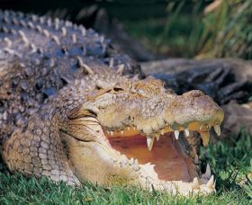 Featherdale Wildlife Park - Tourism Search 1