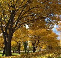 Centennial Park at Cooma - Tourism Search