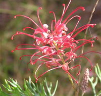 Wirrimbirra Sanctuary - Tourism Search