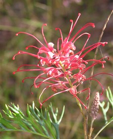 Wirrimbirra Sanctuary - Tourism Search 0