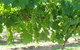 Razorback Ridge Wines - thumb 2