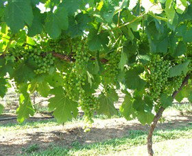 Razorback Ridge Wines - Tourism Search 2