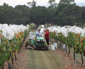 Razorback Ridge Wines - Tourism Search 7