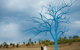 The Australian Botanic Garden Mount Annan - thumb 5