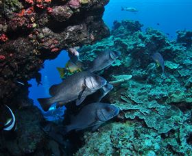 Maori Wrasse Bommie Dive Site - Tourism Search 1