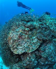 Maori Wrasse Bommie Dive Site - Tourism Search 2