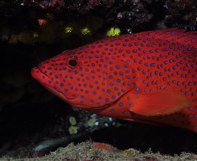 Maori Wrasse Bommie Dive Site - Tourism Search 0