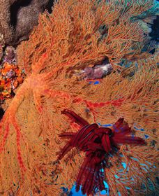 Lighthouse Bommies Dive Site - Tourism Search 1