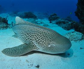Lighthouse Bommies Dive Site - Tourism Search 2