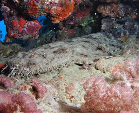 Lighthouse Bommies Dive Site - Tourism Search 0