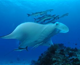 Lighthouse Bommies Dive Site - Tourism Search 3