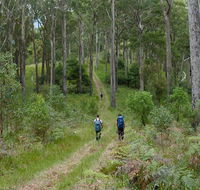 The Green Gully track - Tourism Search