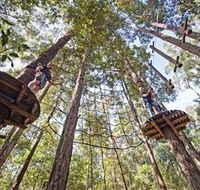 TreeTop Adventure Park Central Coast - Tourism Search