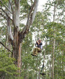 TreeTop Adventure Park Central Coast - Tourism Search 2