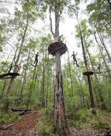 TreeTop Adventure Park Central Coast - Tourism Search 4