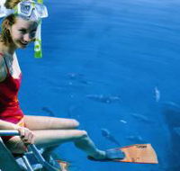 Roy Rufus Artificial Reef Dive Site - Tourism Search
