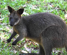 St Ives Precinct - Tourism Search 4
