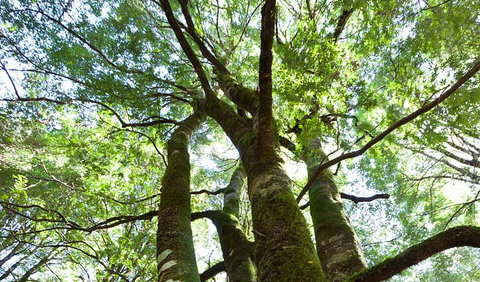 Monga National Park - Tourism Search 3