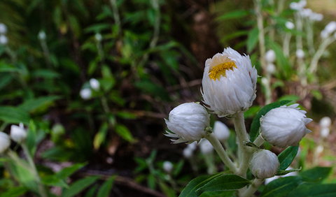 Werrikimbe National Park - Tourism Search 3