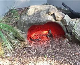 Blackbutt Reserve - Tourism Search 8