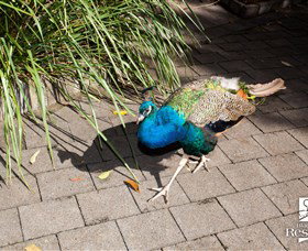 Blackbutt Reserve - Tourism Search 6