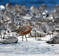 Cooloola Nature - Tourism Search