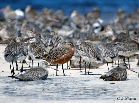 Cooloola Nature - Tourism Search 0