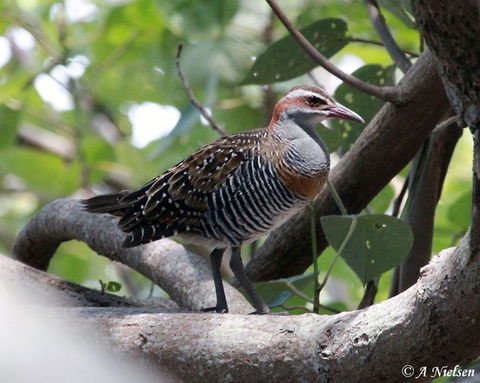 Cooloola Nature - Tourism Search 1