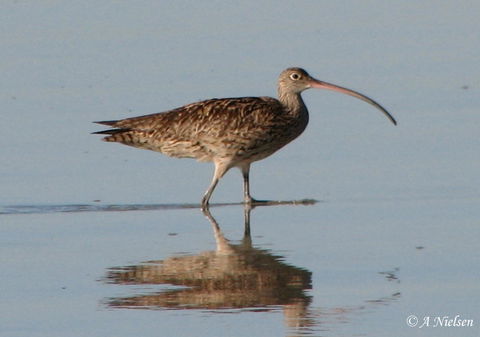 Cooloola Nature - Tourism Search 3