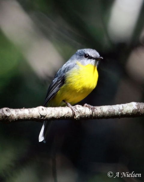 Cooloola Nature - Tourism Search 4