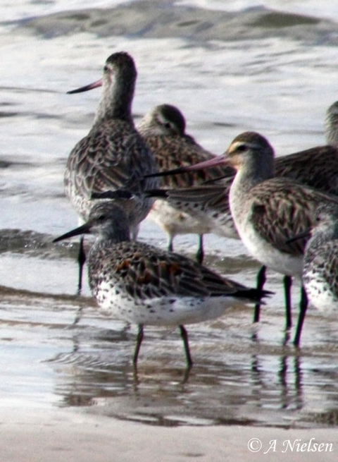 Cooloola Nature - Tourism Search 5