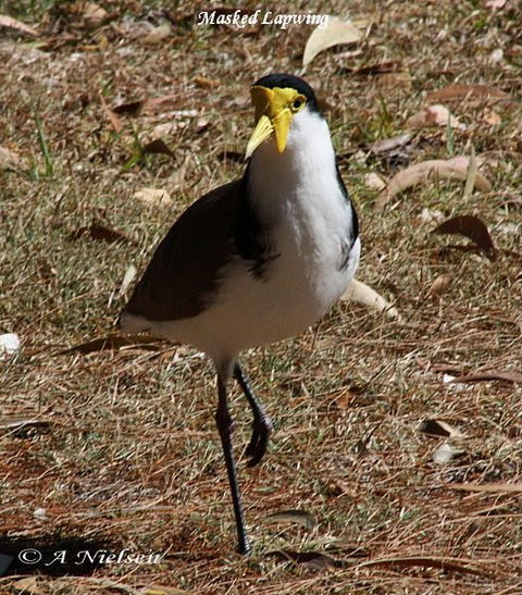 Cooloola Nature - Tourism Search 6
