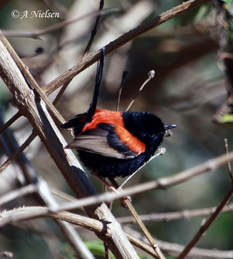 Cooloola Nature - Tourism Search 7