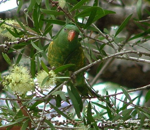 Cooloola Nature - Tourism Search 8