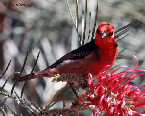 Cooloola Nature - Tourism Search 9