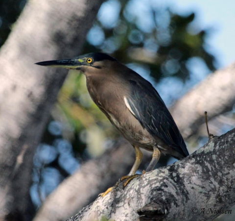 Cooloola Nature - Tourism Search 10