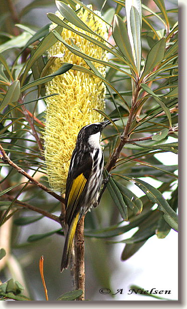 Cooloola Nature - Tourism Search 11