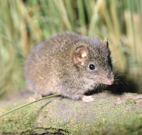 Munmorah State Conservation Area - Tourism Search