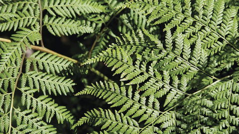 Glenrock State Conservation Area - Tourism Search 3