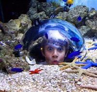 Sea Life Sunshine Coast - Tourism Search