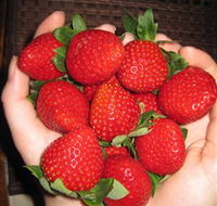 The Strawberry Farm - Tourism Search