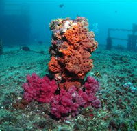 HMAS Brisbane Dive Site - Tourism Search