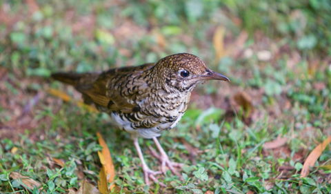 Walk With The Birds Boardwalk - Tourism Search 1