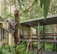 Daisy Hill Koala Centre - Tourism Search