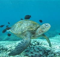 Flinders Reef Dive Site - Tourism Search