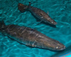 Cookabarra Restaurant And Function Centre - Tailor Made Fish Farms - Tourism Search 7