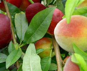 Kundabung ACT Tourism Search