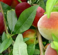 Fruit Salad Tree Company - Tourism Search