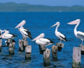 Walpole-Nornalup Inlets - Tourism Search 1